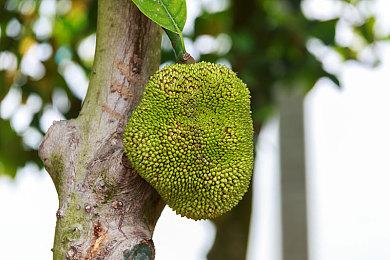 国产冒险游戏《佛兰德斯的狗》Steam上线 发售日期待定